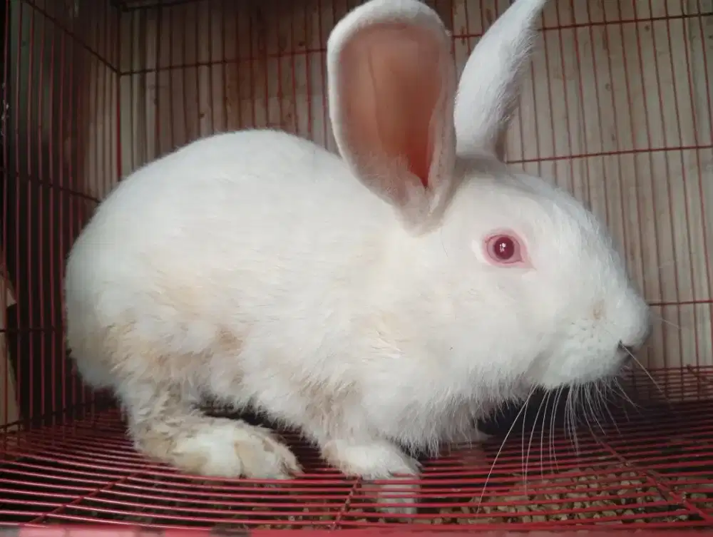 Kelinci lokal dewasa