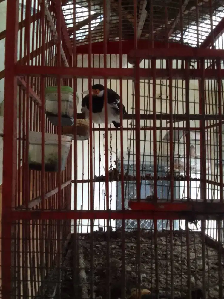 Burung Jalak Suren Cikarang Baru