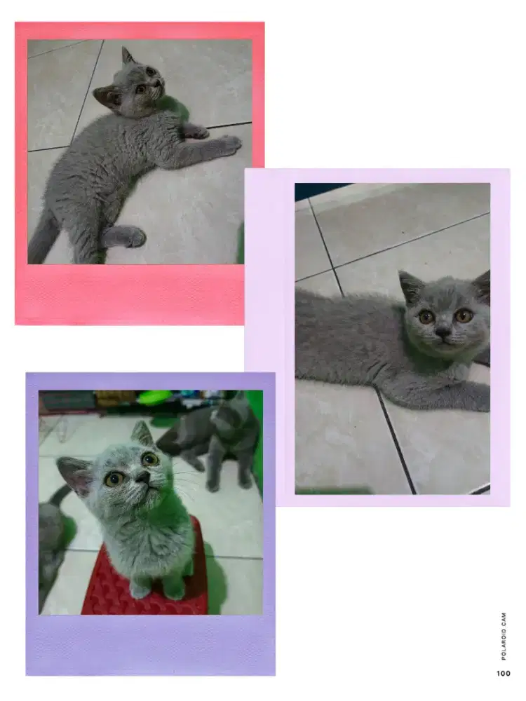 Kucing bsh British Shorthair