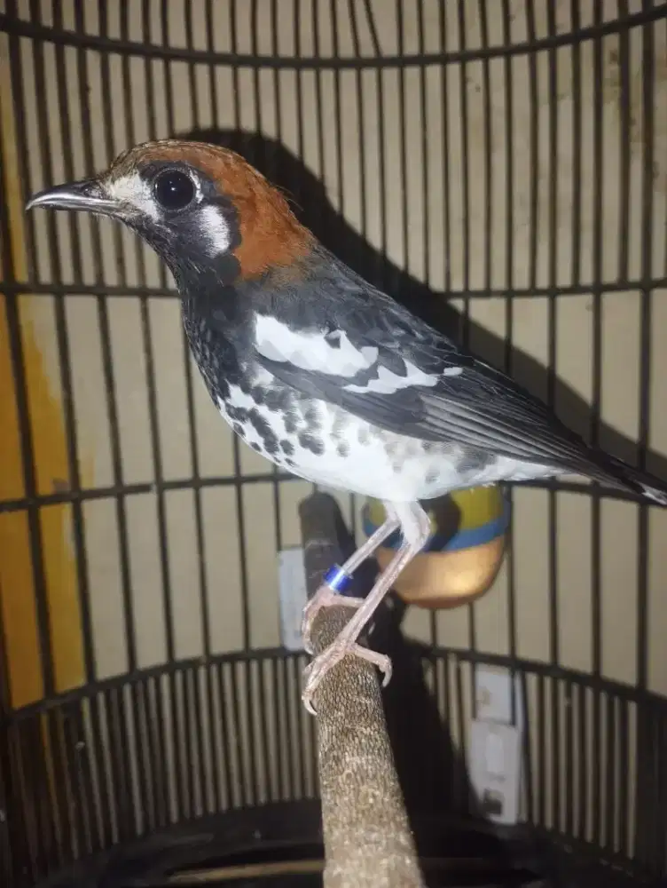 Anis Kembang ring MRSR