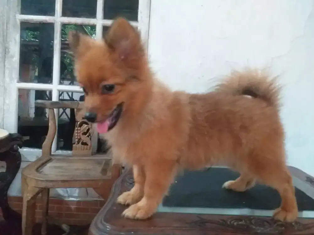 German Spitz (Pomeranian )jantan & betina