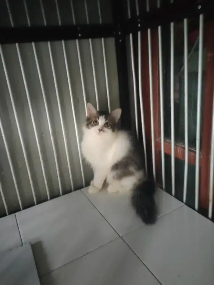 Persia betina 3 bulan