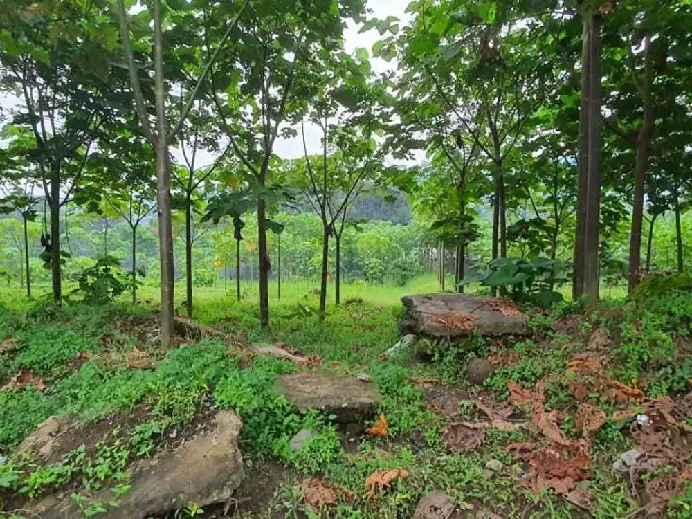 Dijual cepat dan murah tanah di SINGOMERTO SIGALUH BANJARNEGARA JAWA TENGAH