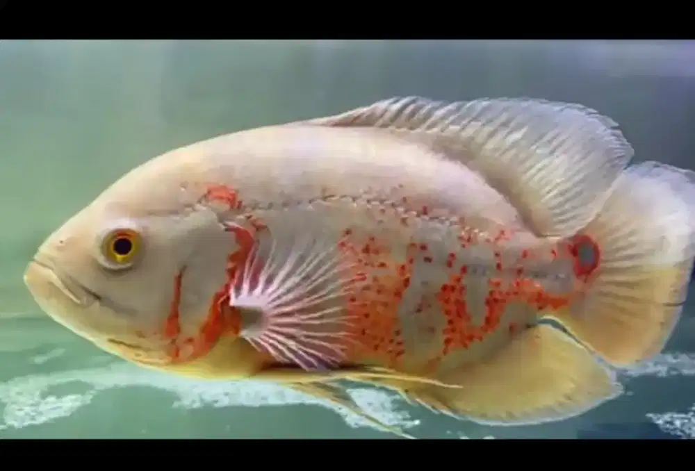 Ikan Oscar black/albino good marking