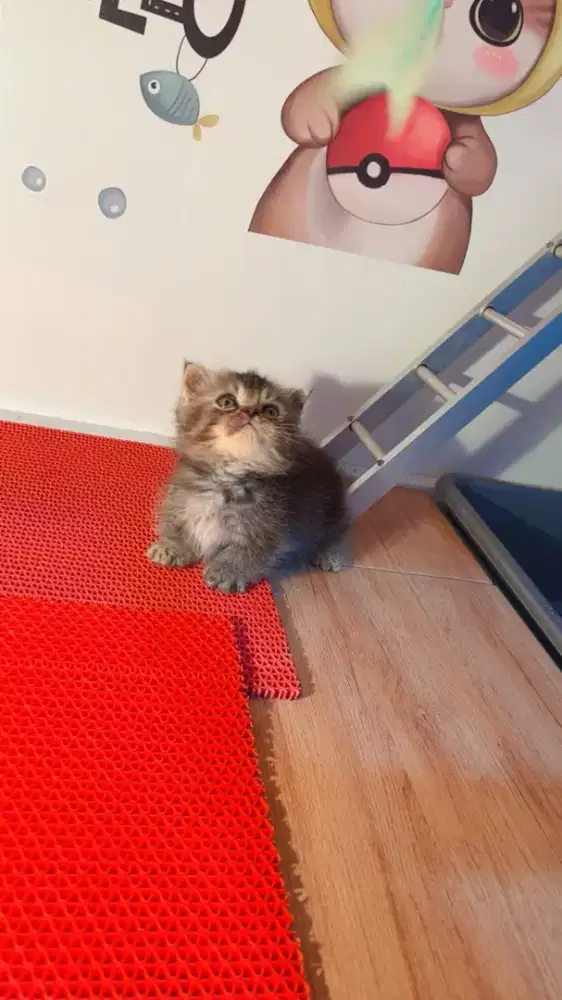 Kitten Munchkin BSH black golden betina