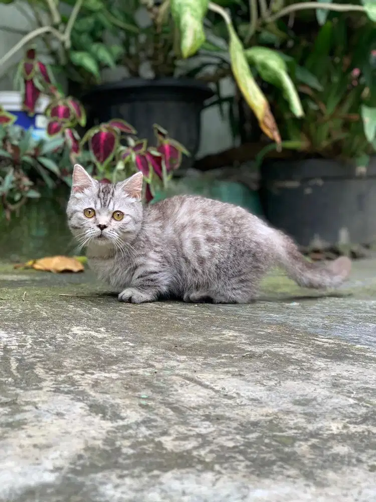 kucing kiitten BSH Munchkin Silver kaki pendek cebol