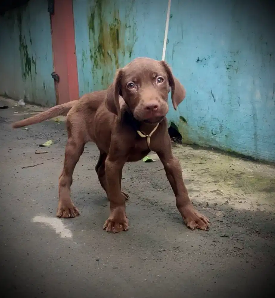 anak anjing labrador