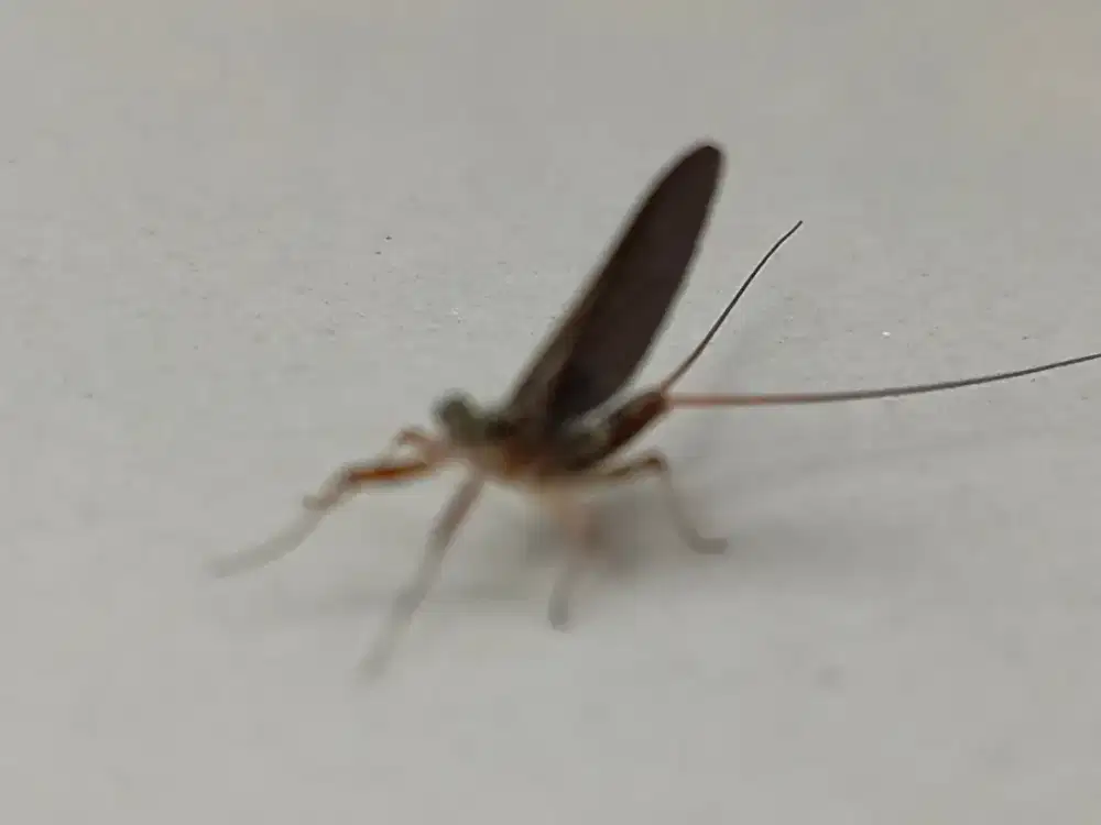 Lowongan art serabutan