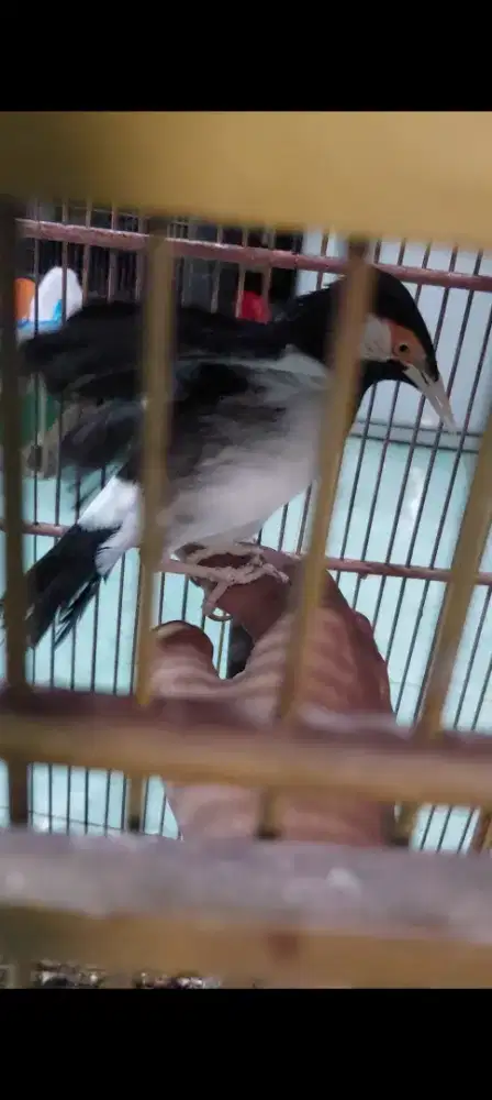 Jalak suren jinak gacor