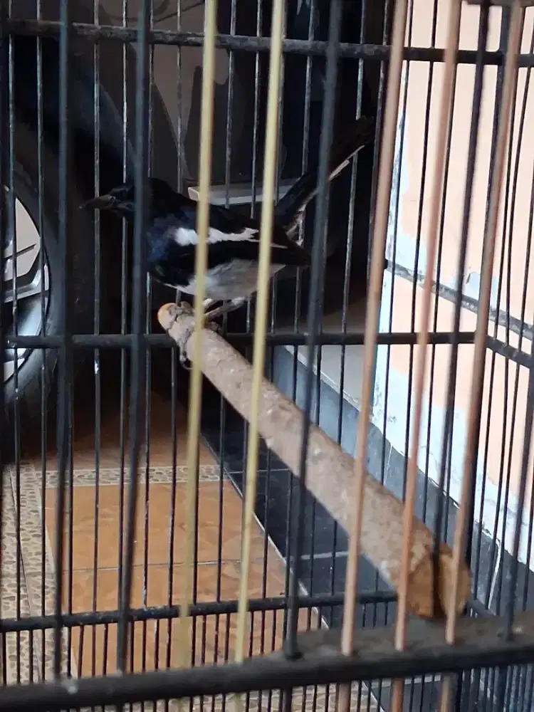 Jual cepat 2 burung gacor