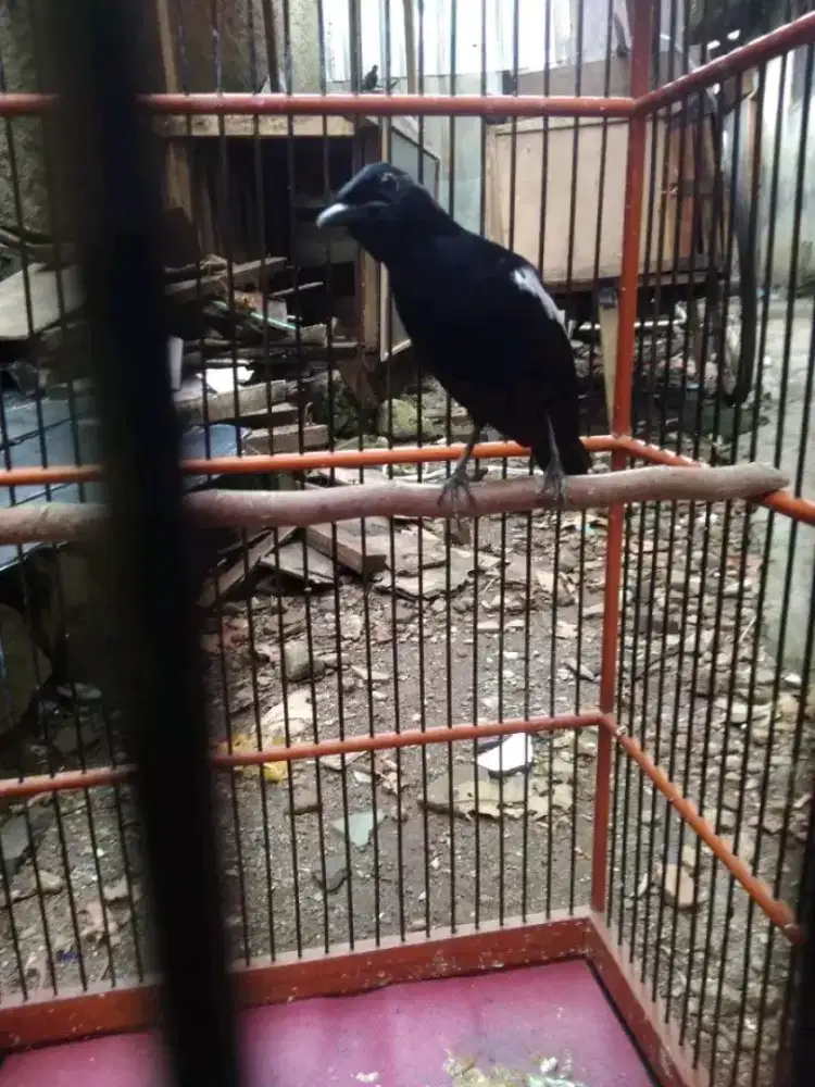 Kacer wulung raja MH purtotal