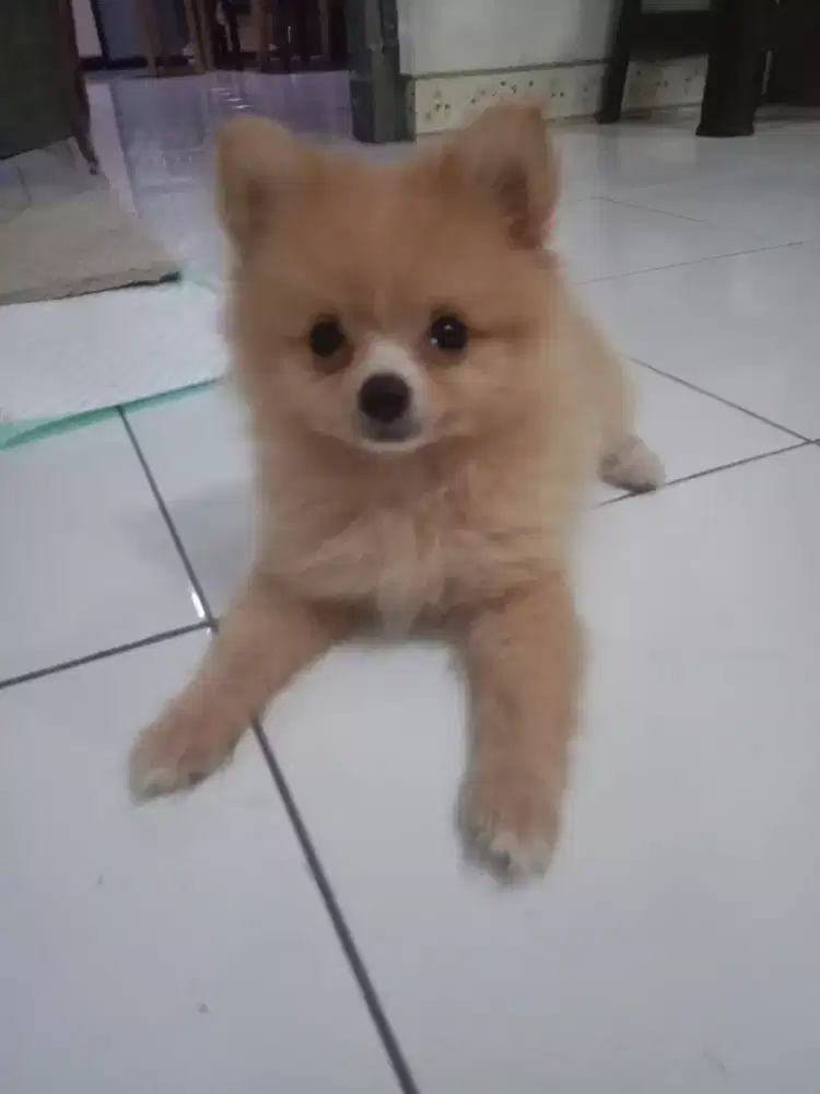 minipom super minipom