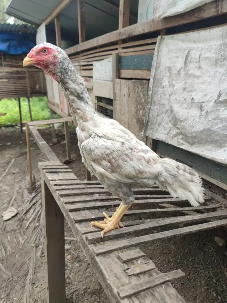 Ayam shamo betina 2 ekor usia 3 bulanan