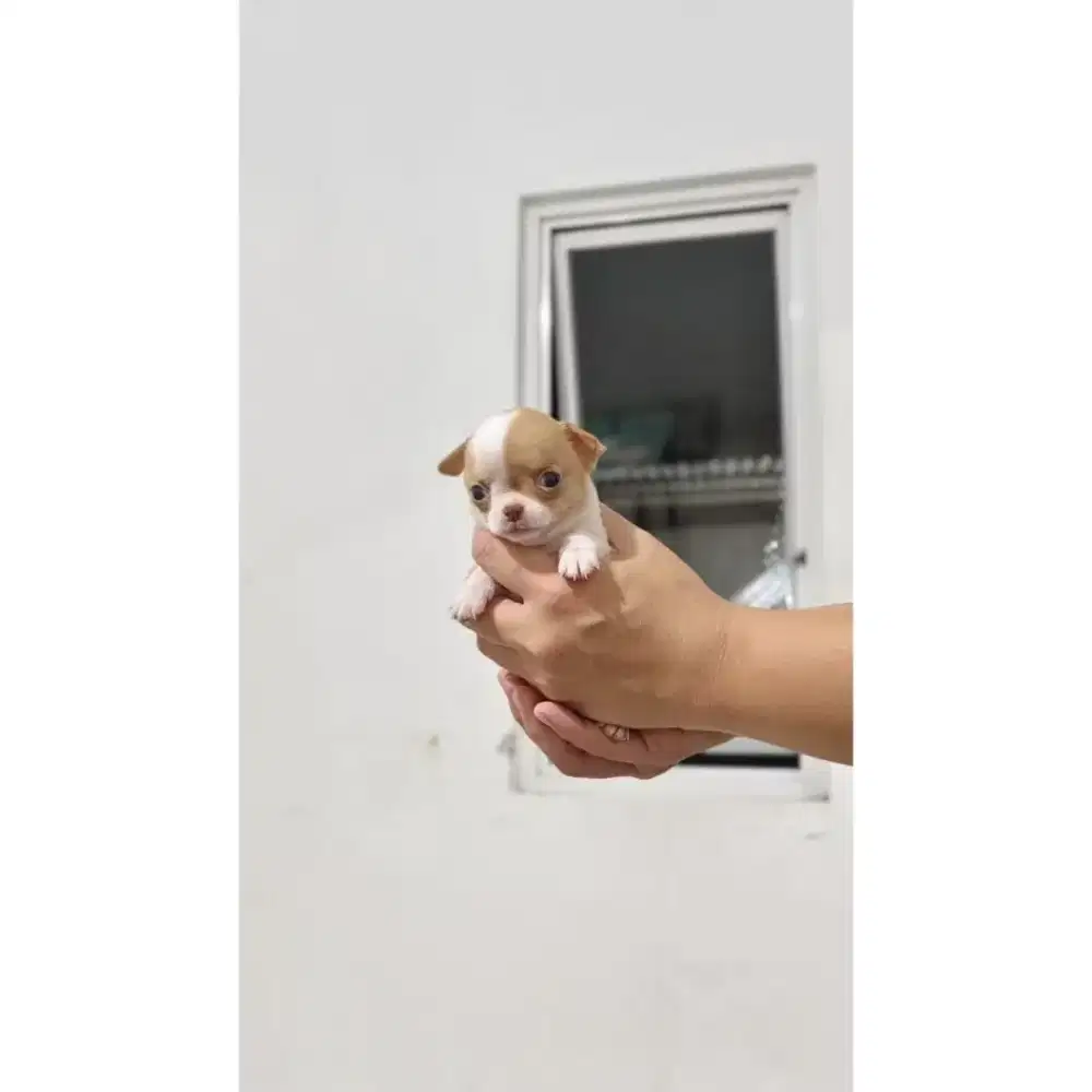 Chihuahua apple head