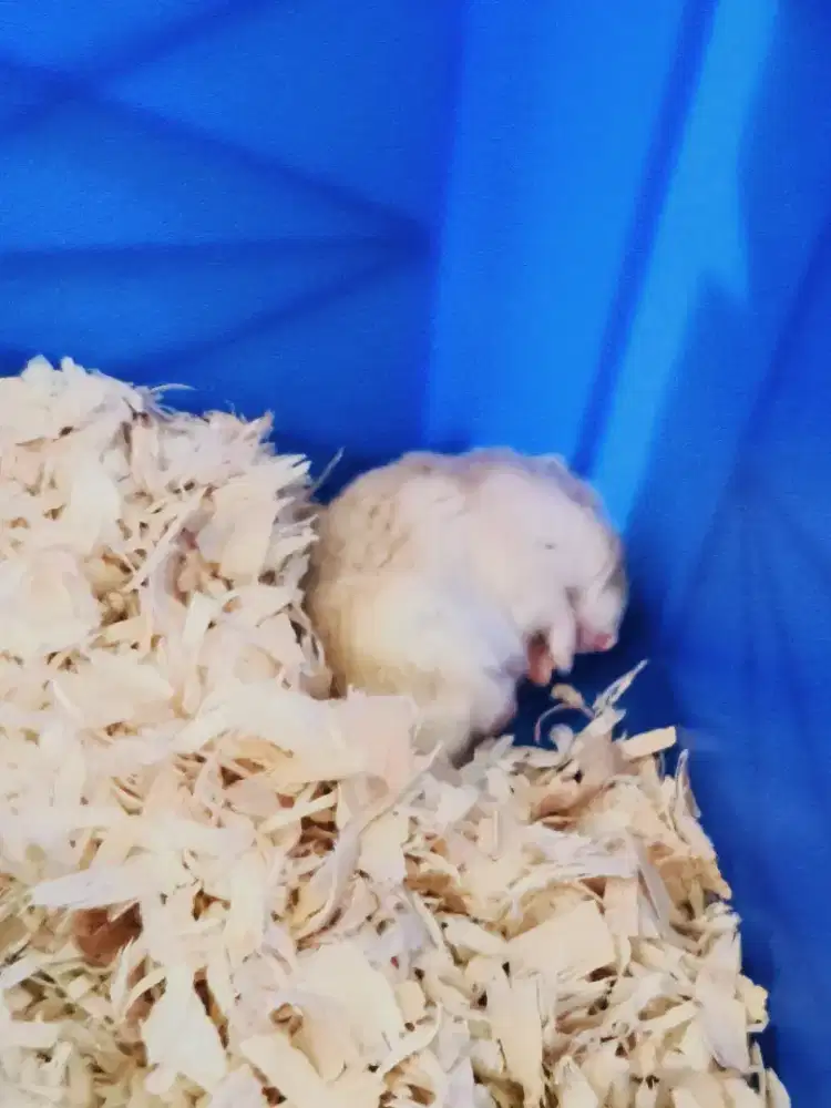 Di jual Hamster Si Mata Merah