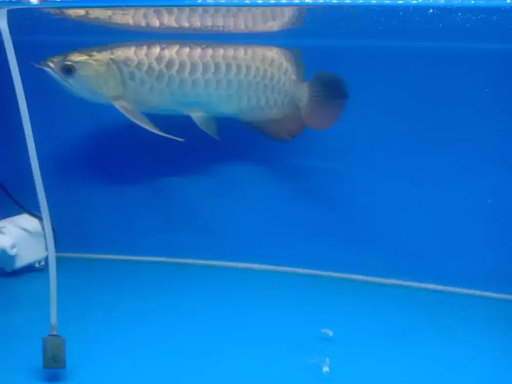 Ikan hias Arwana XB 24K Bluebase Malaysia size -+35 cm up