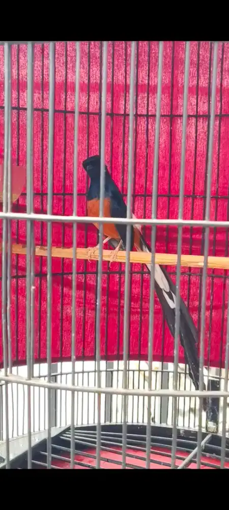 Murai batu ekor klewer panjang gacor