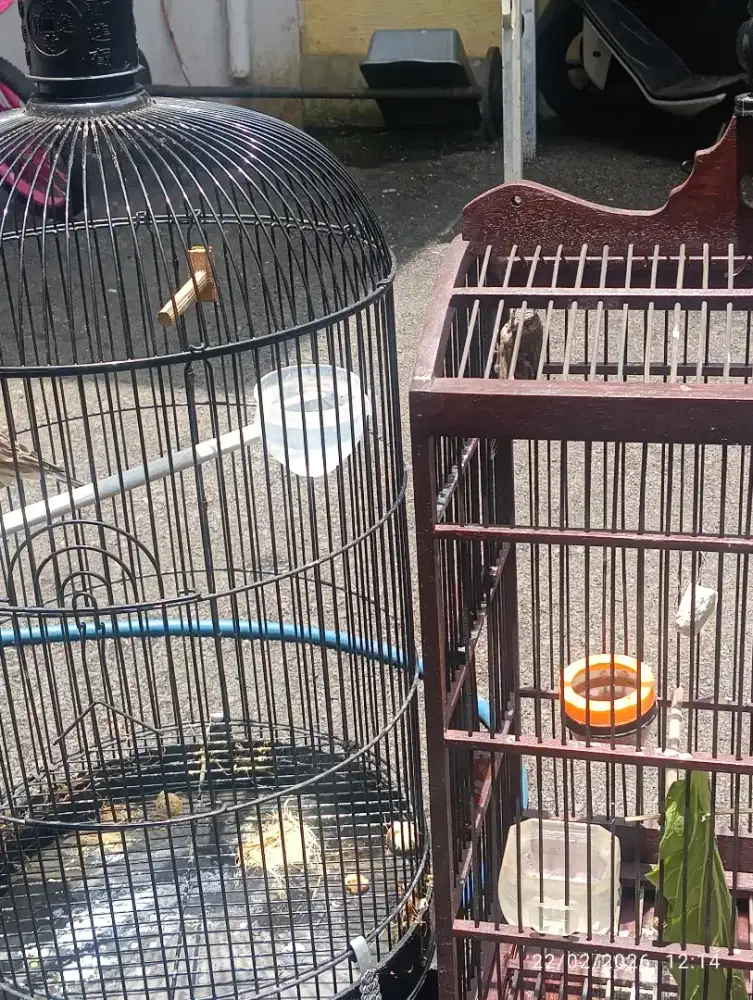 Burung blackcroat sepasang siap nelor