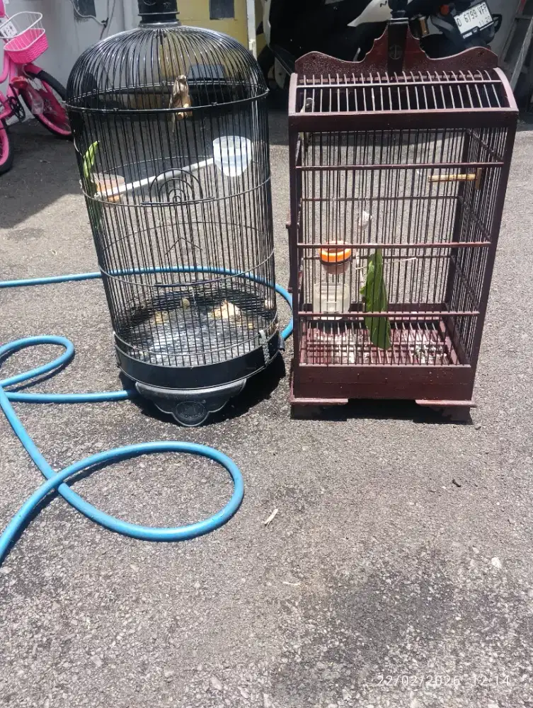 Burung blackcroat sepasang siap nelor