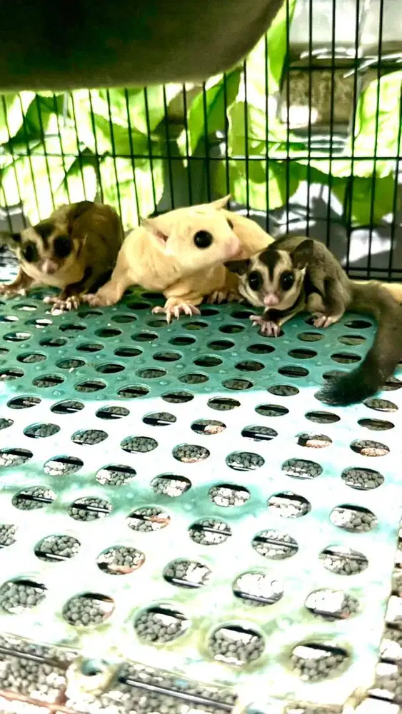 Sugar Glider Leucistic Jinak
