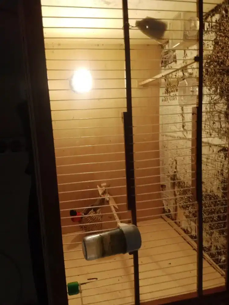 Burung red siskin clasik