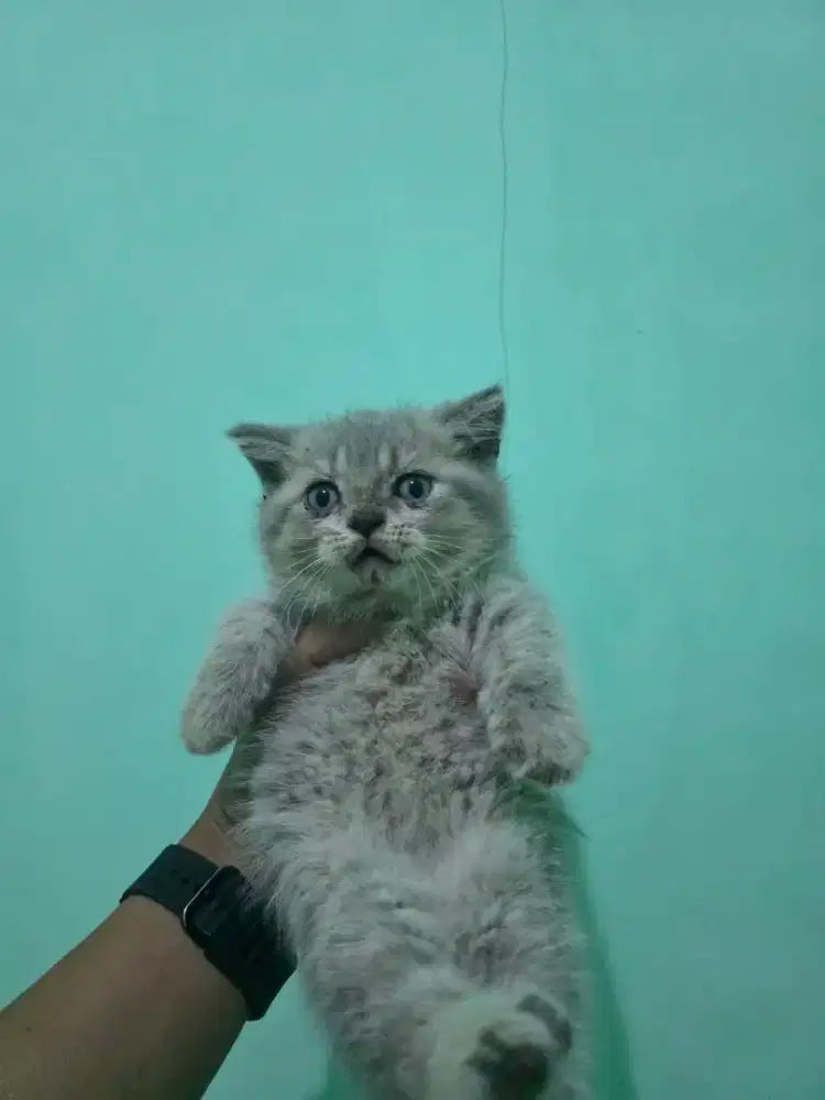 British shorthair - BSH pure blood