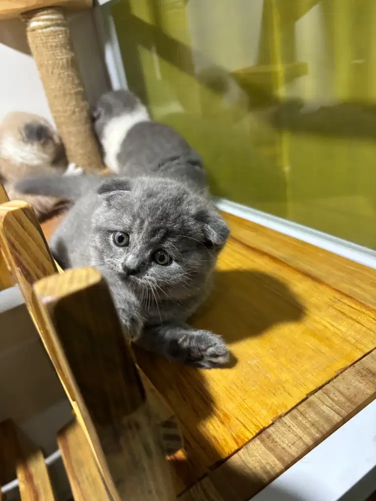 Scottish Fold x BSH