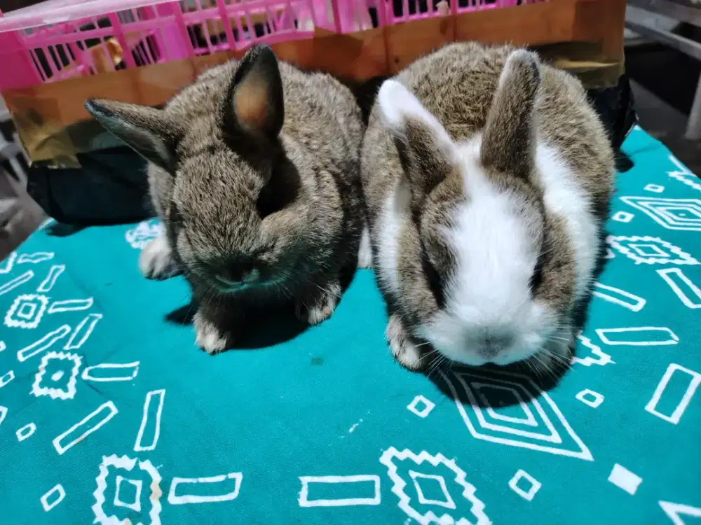 Kelinci ND sapihan sepasang
