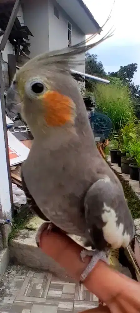 BURUNG FALK JINAK RING BUNYI MULUS