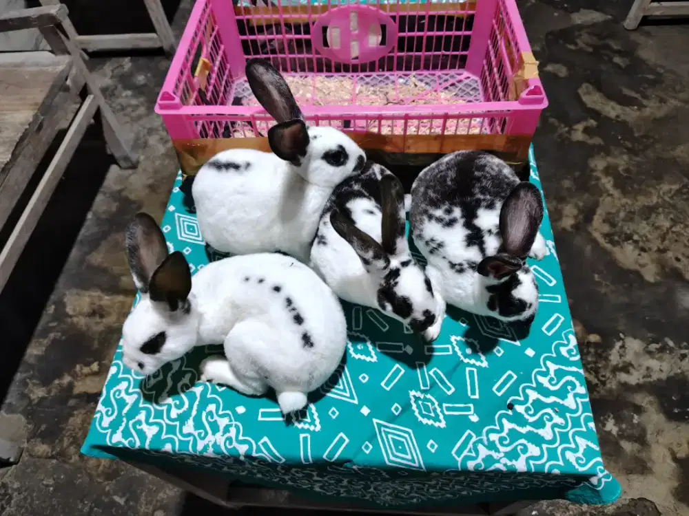 Sapihan kelinci Rex bulu karpet 4 ekor