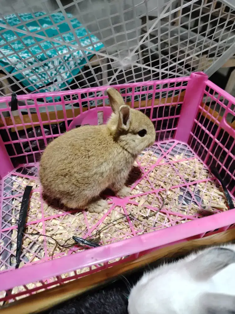 Sapihan kelinci nd 4 ekor