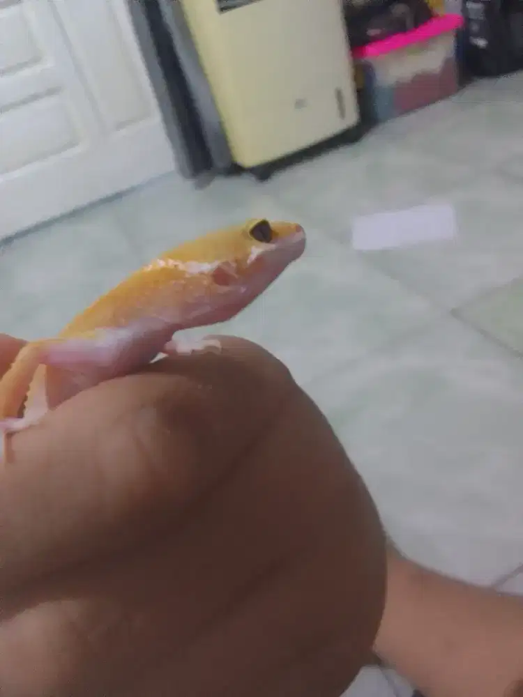 gecko bonus kalsium gutload