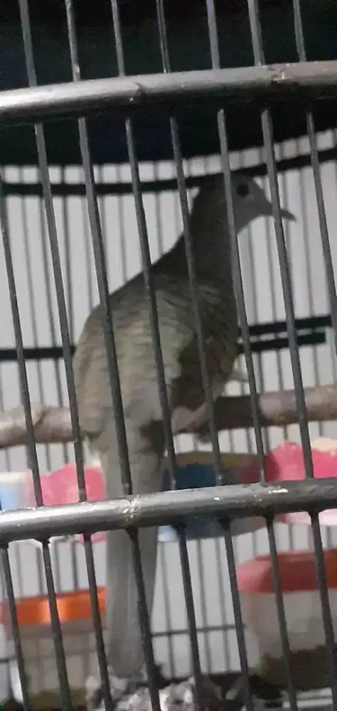 Burung Perkutut bangkok pejantan habis dibuat indukan volume gede enak