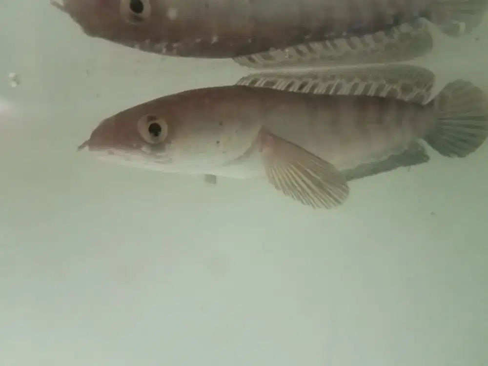 ikan chana ret Barito cabung sz 14-15cm