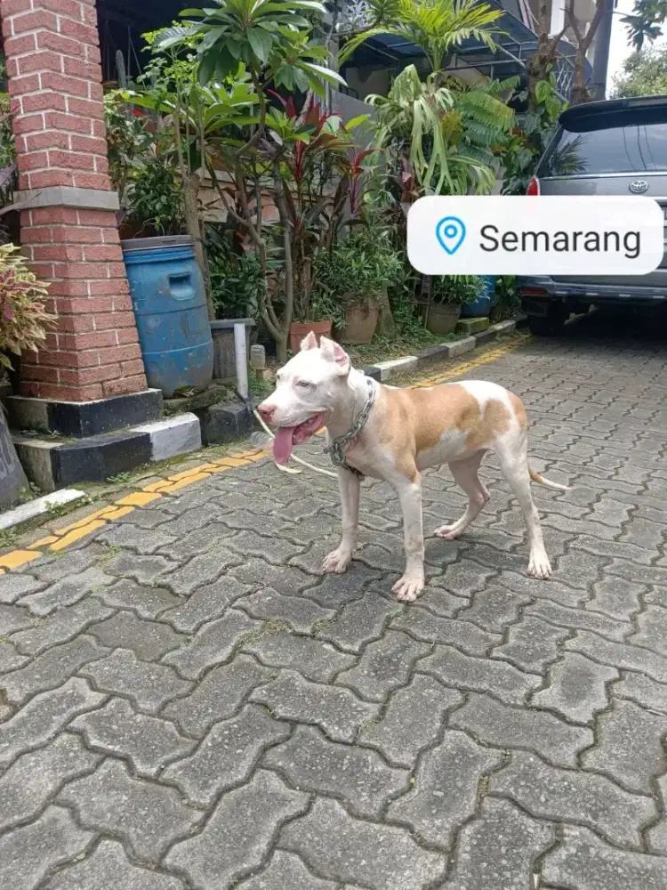 AMERICAN PITBUL TERRIER