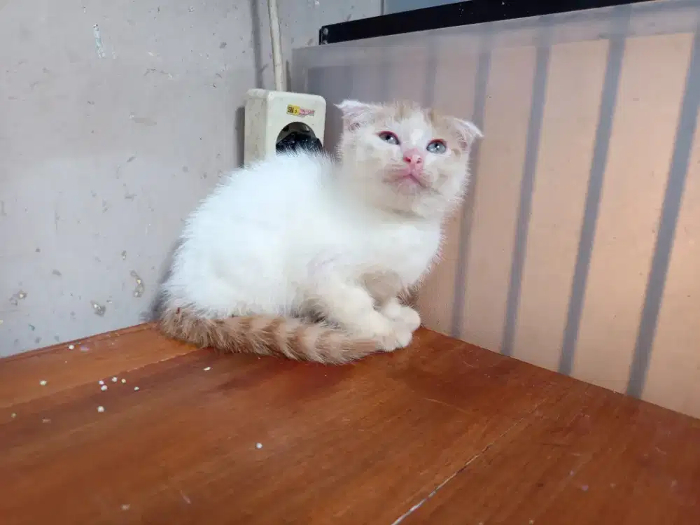 Kitten mix Scottish fold