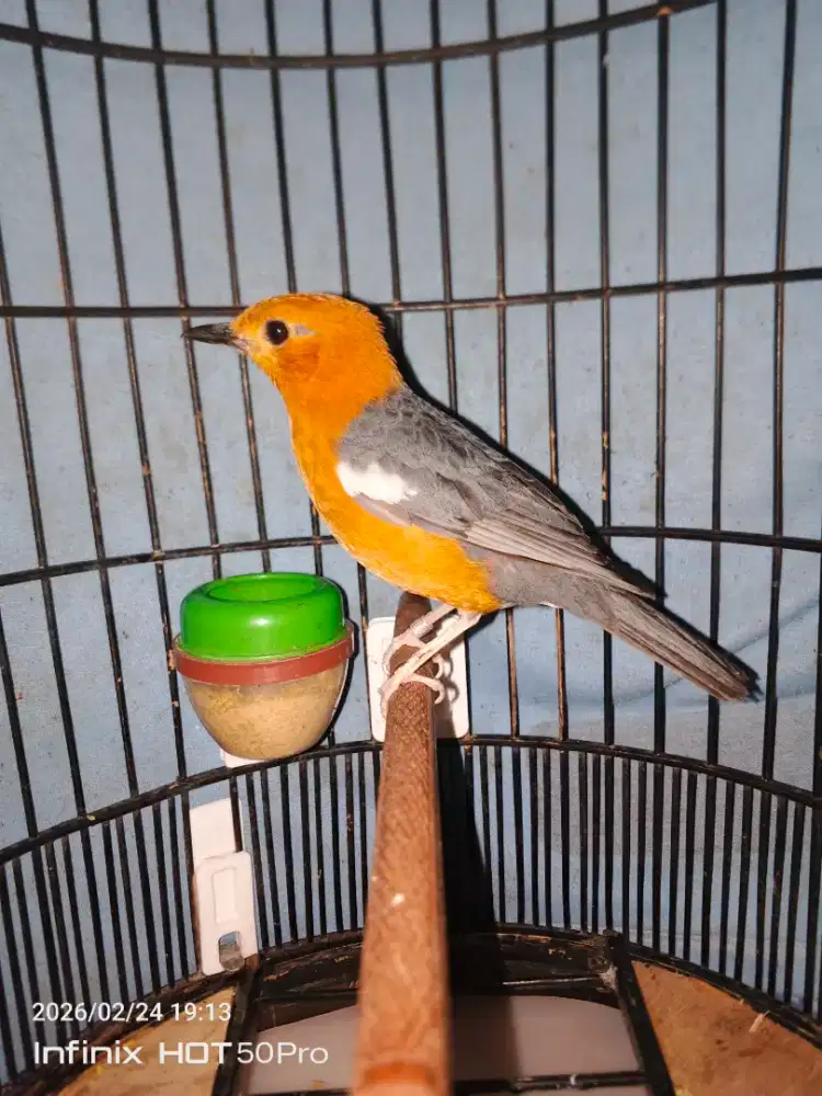 Am ring wn Bali ex gacor