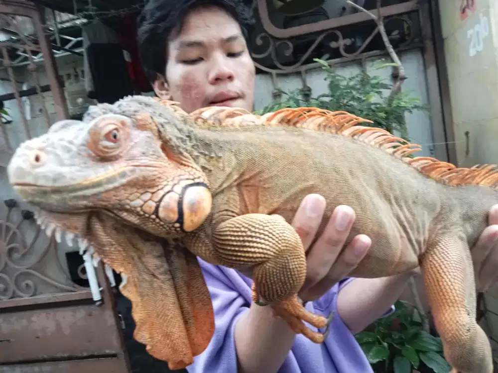 Jual Iguana oranye lumayan jinak