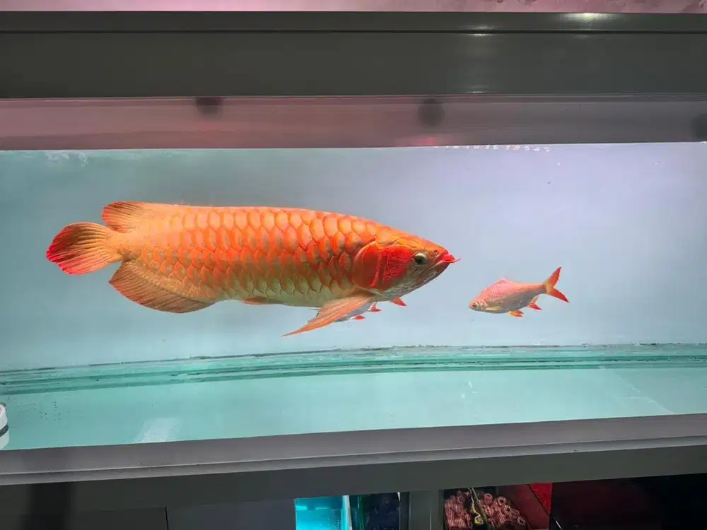Ikan arwana super red