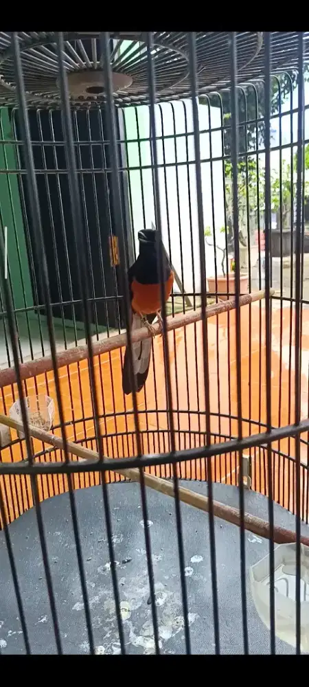 Murai batu ekor kurang lebih 19/20