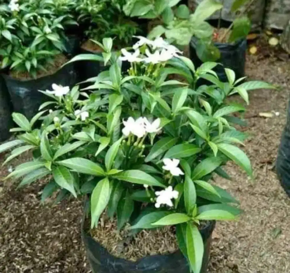 Tanaman Rembosa mini