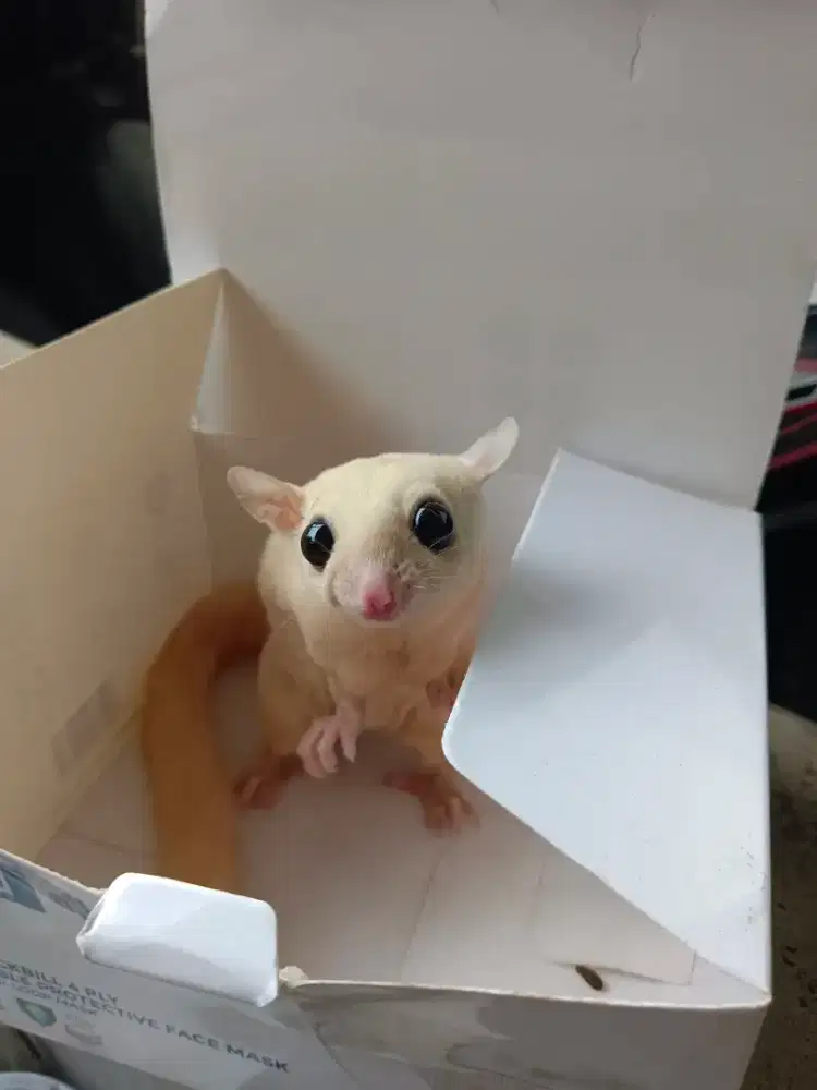 Sugar glider leucistic 3 ekor