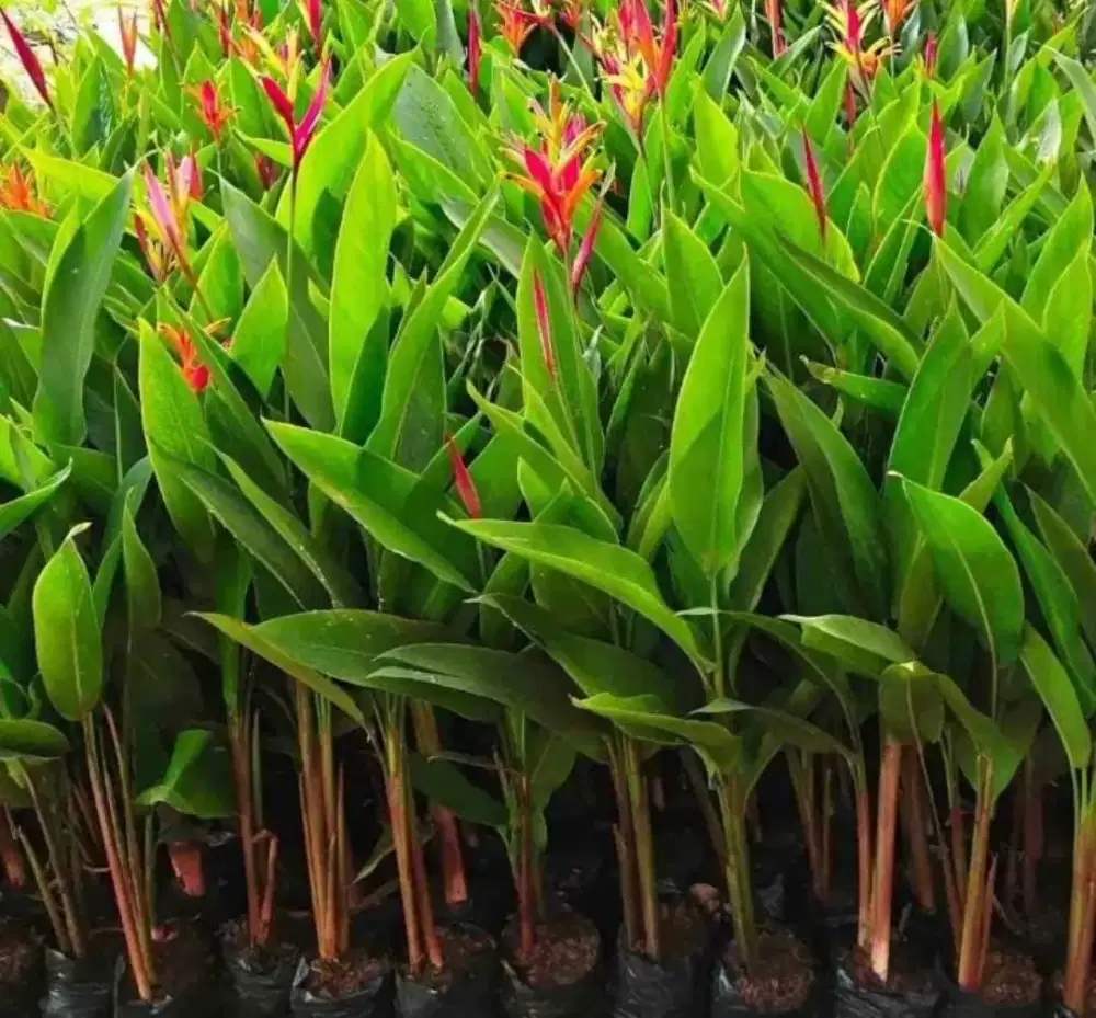 Tanaman hias pisang heliconua