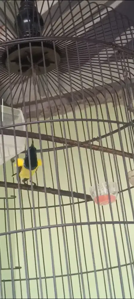 Sogon masteran kesayangan