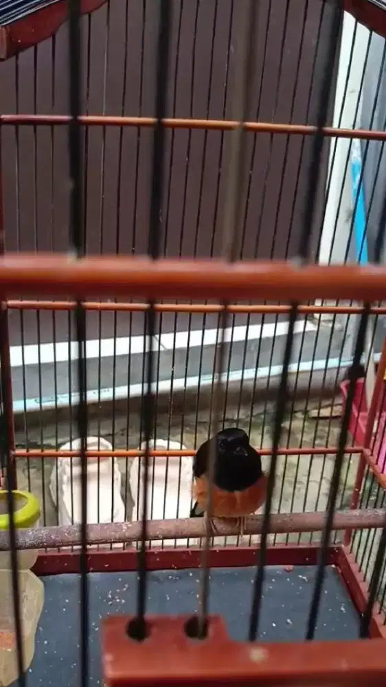 Burung murai betina pastol