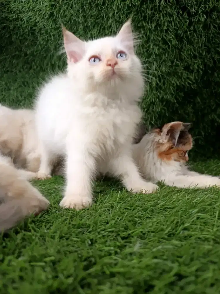 Kucing persia flatnose scottish fold bsh munchkin ragdol mainecoon exo