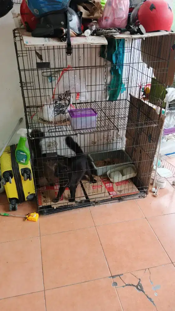 Jual kandang kucing