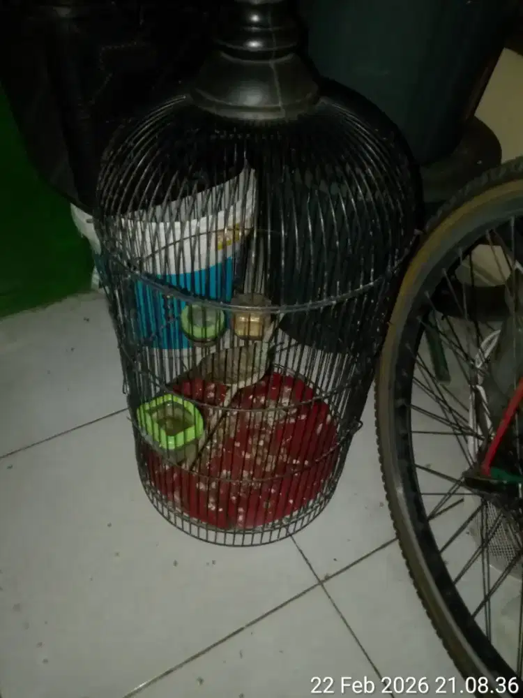 burung perkutut bangkok pakai ring