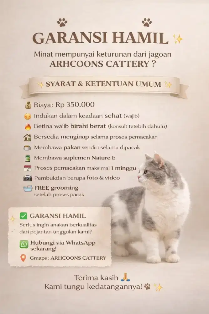 Mengawinkan kucing / perkawinan kucing / pacak kucing / kimpoy