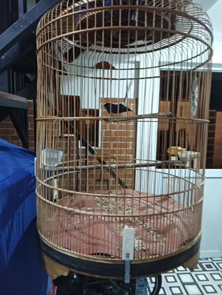 Murai Batu Medan betina